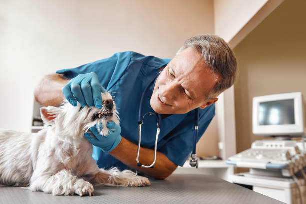 Best Emergency Dental Care for Broken or Chipped Teeth in Greenville, NY
